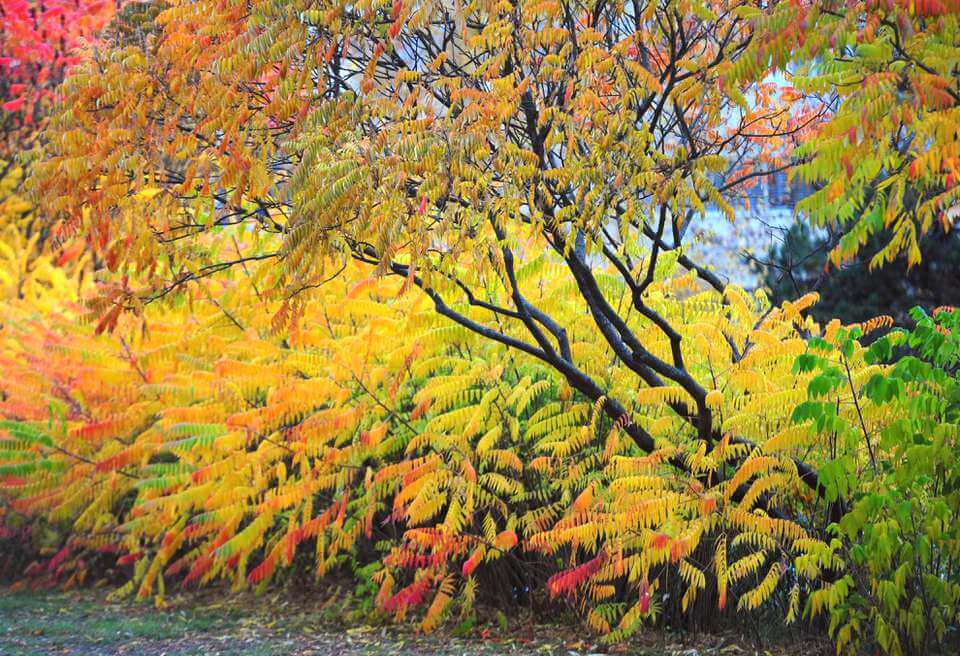 Vibrant smooth sumac tree with feathery autumn leaves in yellow, orange, red.