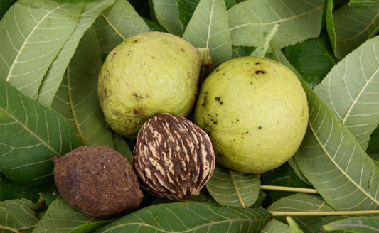 Green blemished black walnut husks with leaves and ridged shell