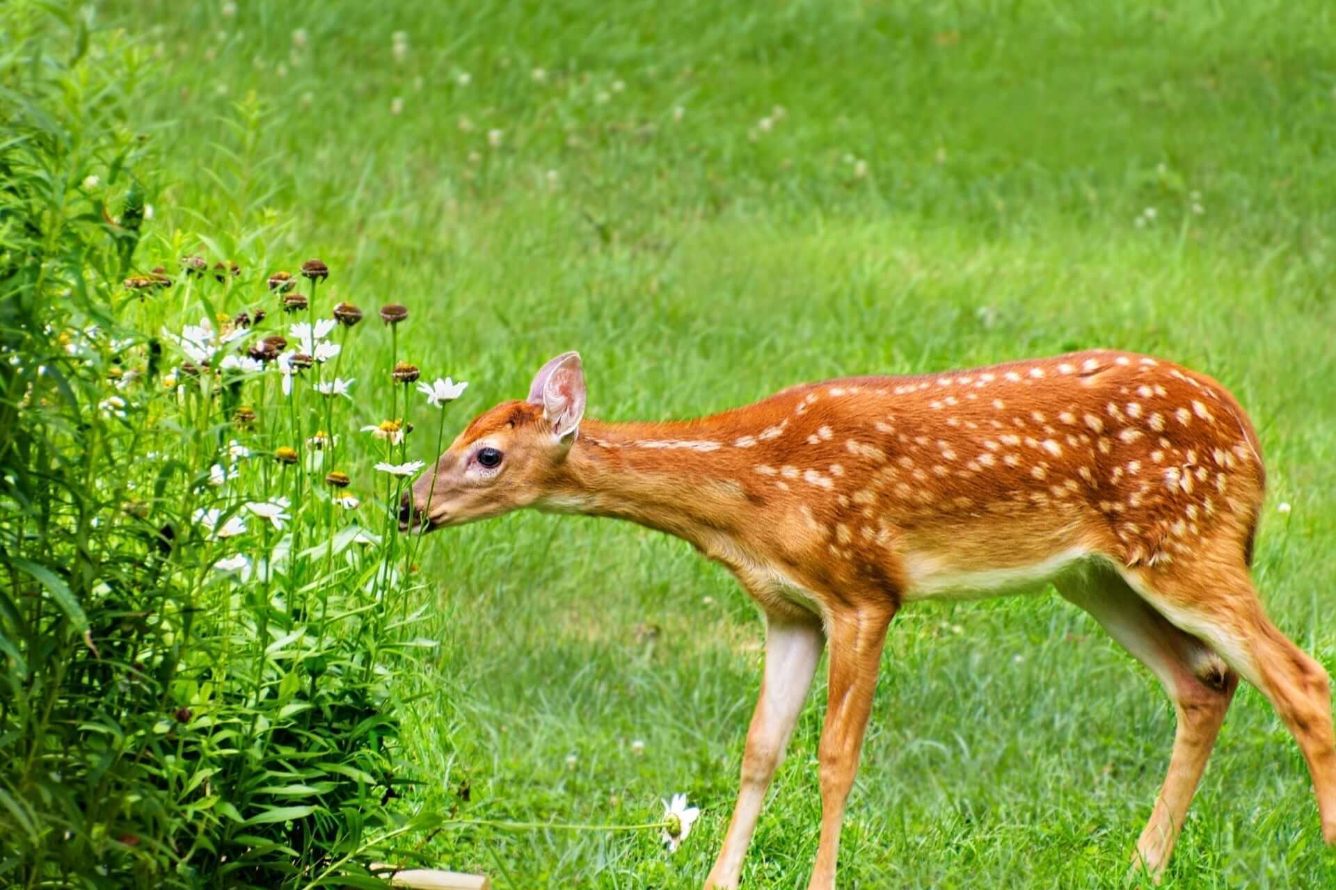 Young fawn sniffs deer-resistant white flowers in vibrant garden grass