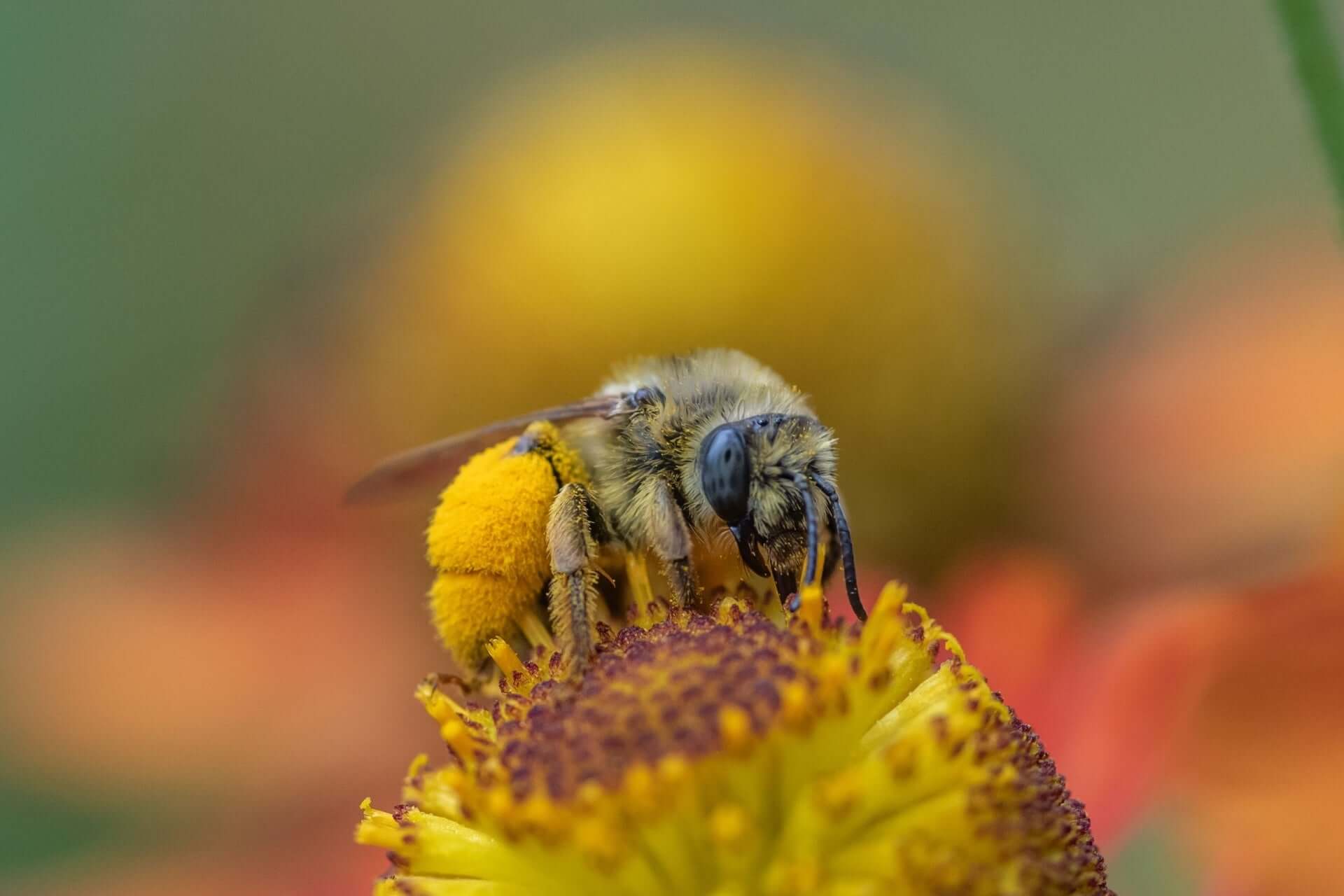Fuzzy yellow black bee on Manuka flower in The Magic of Bees and Trees