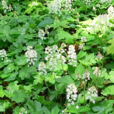 White star-shaped perennial flowers on slender stems amid lush foliage