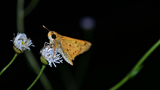 Delicate orange butterfly with brown spots on night-blooming white flowers