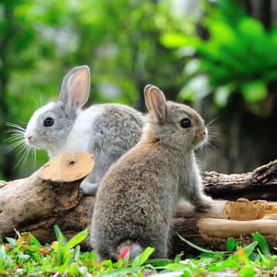 Two fluffy rabbits on weathered logs in backyard wildlife landscaping