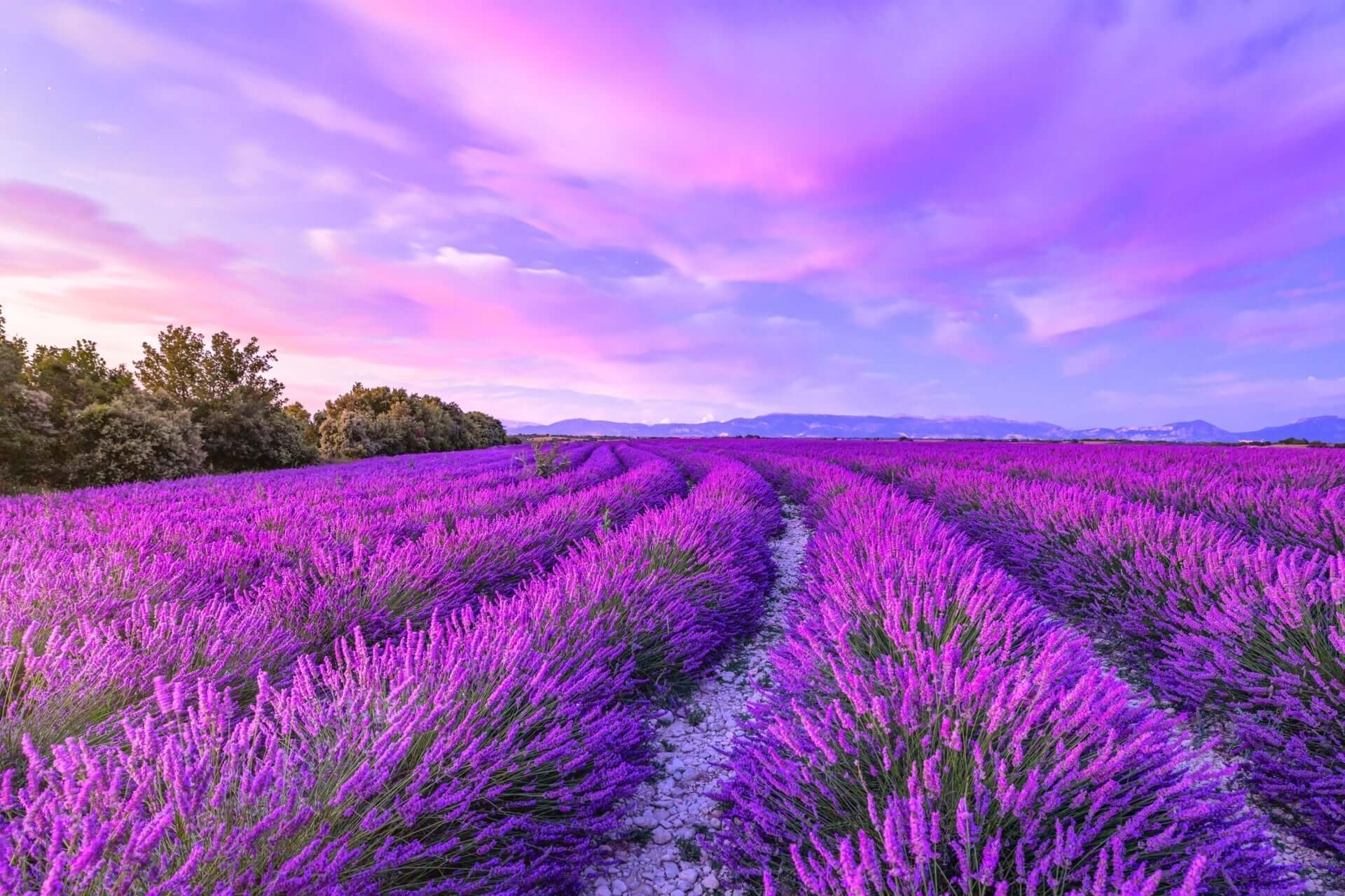 Vibrant purple lavender perennial field under pink violet sky