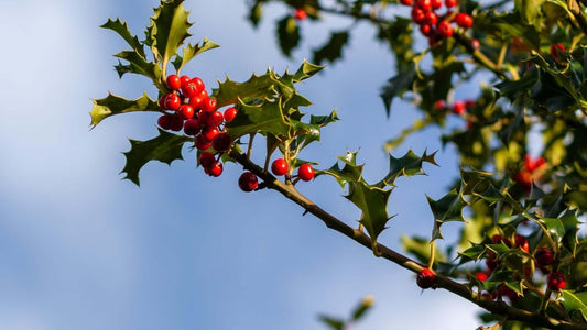 Vibrant red holly berries on spiky green leaves against blue sky