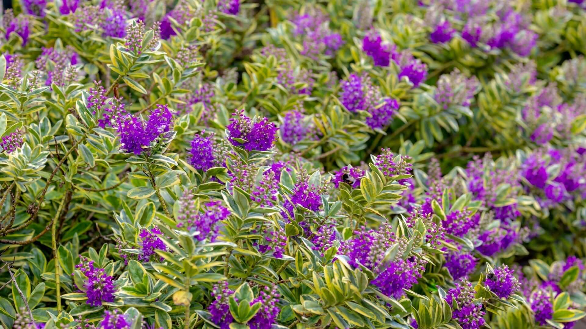 Vibrant purple flower clusters on native flowering shrub with variegated leaves