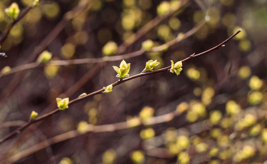 Slender brown live stake branch with pale yellow buds blooming