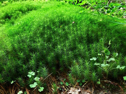 Dense vibrant green Hedwigia moss carpet with clover leaves and spiky tufts