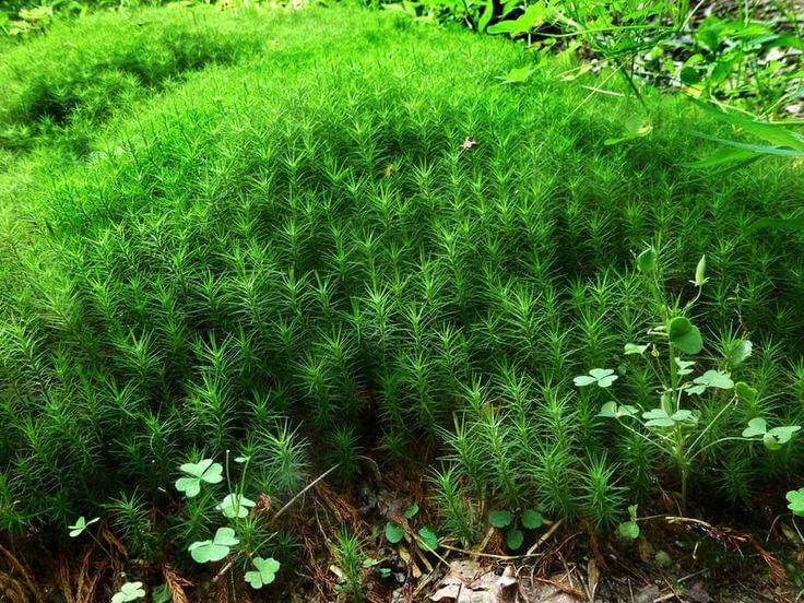 Dense vibrant green Hedwigia moss carpet with clover leaves and spiky tufts