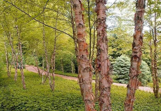 Birch trees with peeling pinkish-white bark for live tree stakes in lush forest