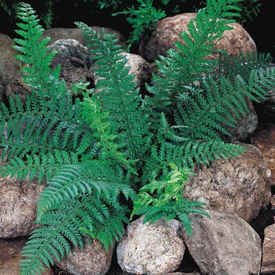 Lush green fern with feathery fronds among gray rocks for shade gardens