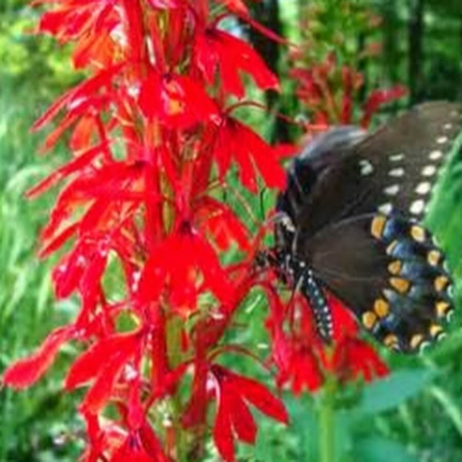 Dark butterfly with white yellow spots on cardinal flower plant