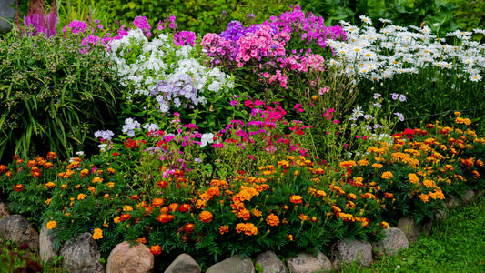 Vibrant fall perennial garden bed with purple, pink, white, orange, red flowers
