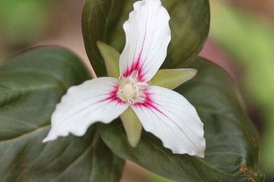Delicate white trillium with pink streaks amid green leaves, perennial care guide