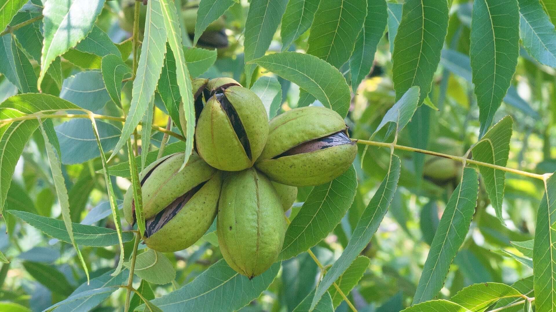 Green split pecan shells hanging from tree branch among lush leaves