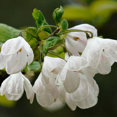 Delicate white bell flowers of angelic Carolina silverbell tree