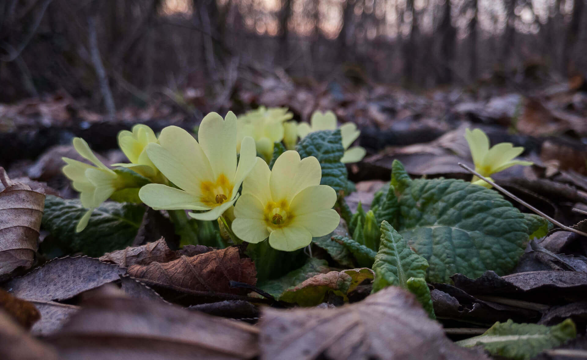 Pale yellow evening primrose blooms with yellow centers amid green leaves and fallen foliage