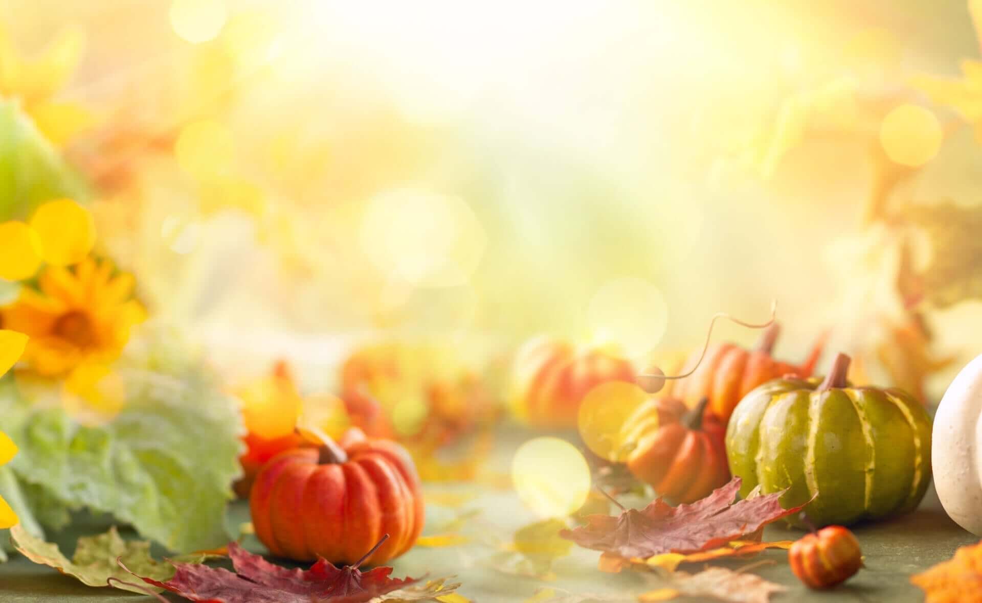 Colorful small pumpkins in orange and green among autumn leaves for fall planting