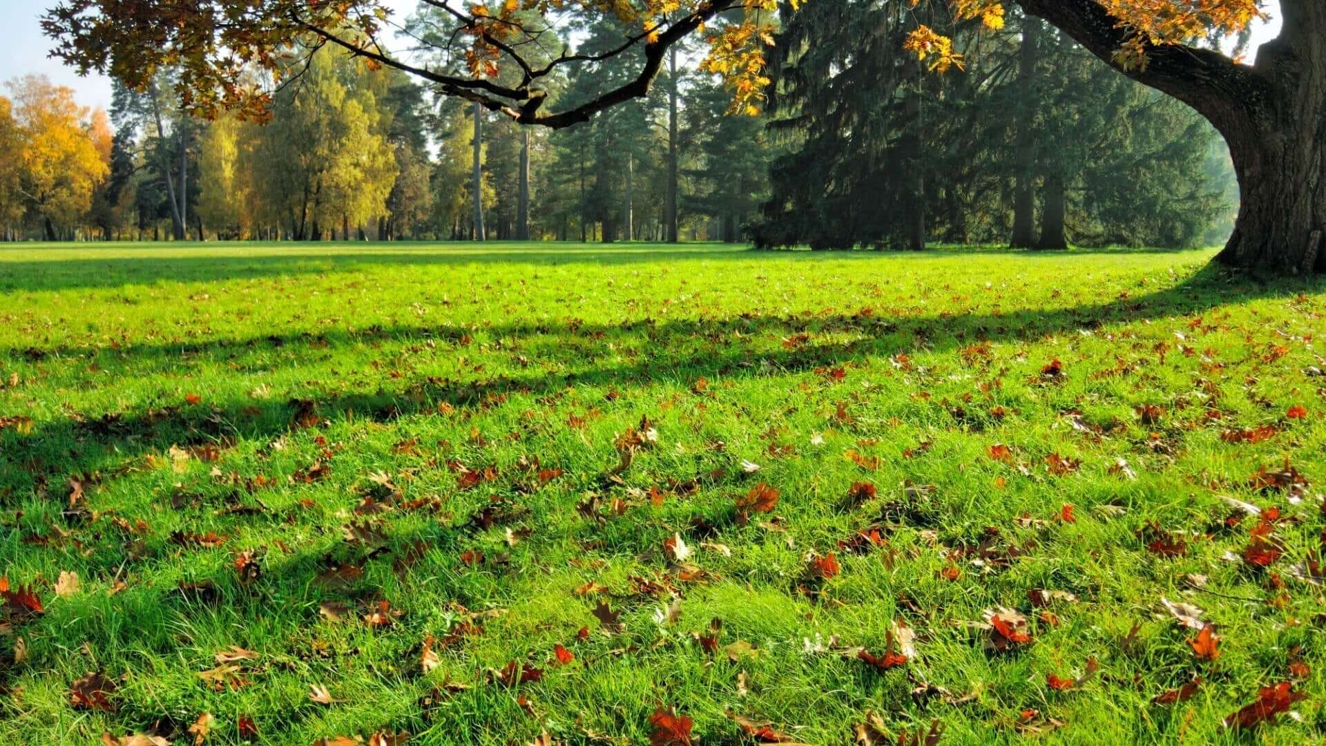 Majestic autumn tree with golden leaves in sunlit field, affordable choice