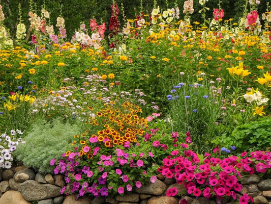 Vibrant colorful perennials garden with pink yellow orange purple white flowers