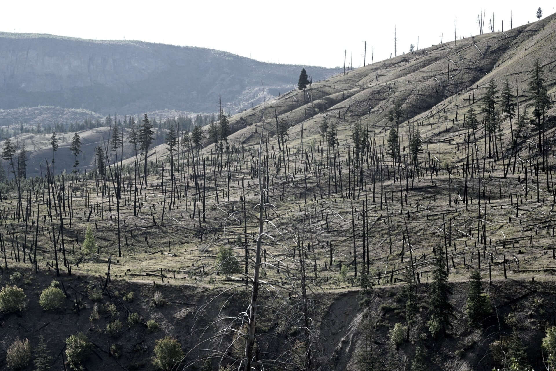 Barren hillside with charred stumps and sparse green regrowth after wildfire
