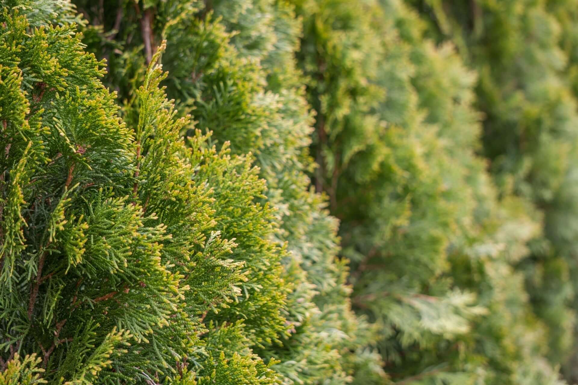 Dense green evergreen shrub for living fence privacy