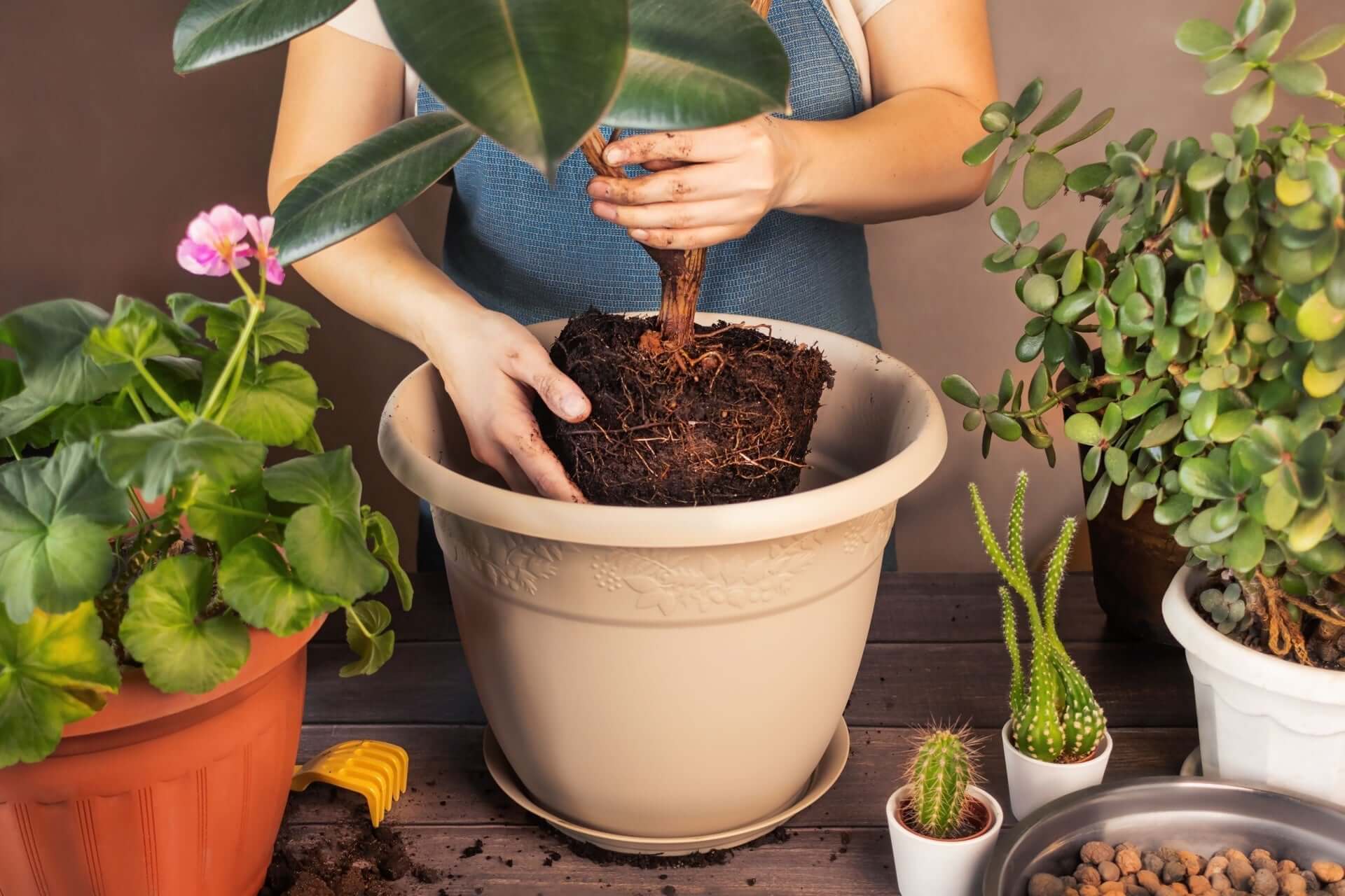 Beige ceramic planter with embossed floral design for air-purifying plants