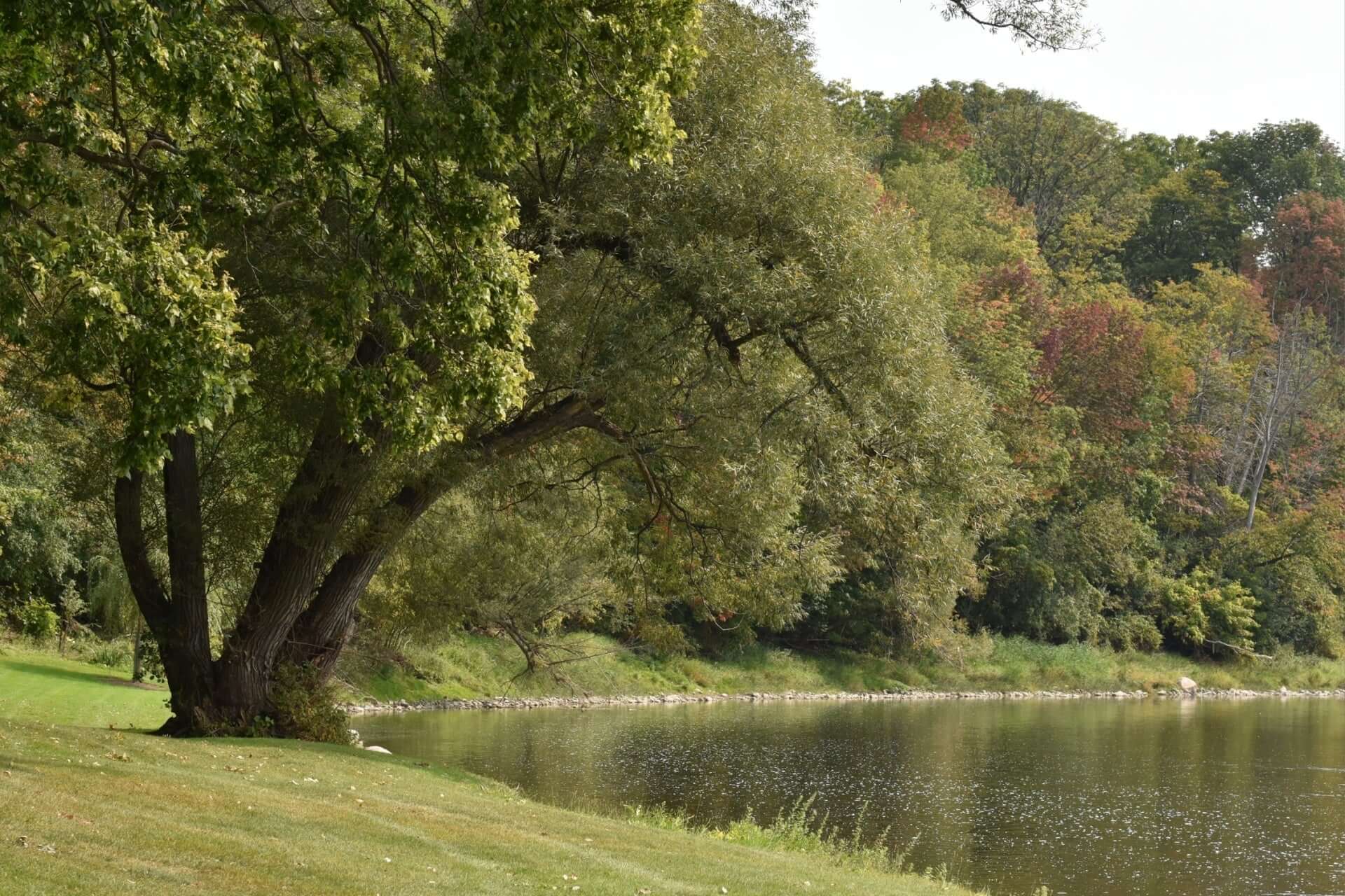Majestic green shade tree with gnarled trunk by calm water in sunlight