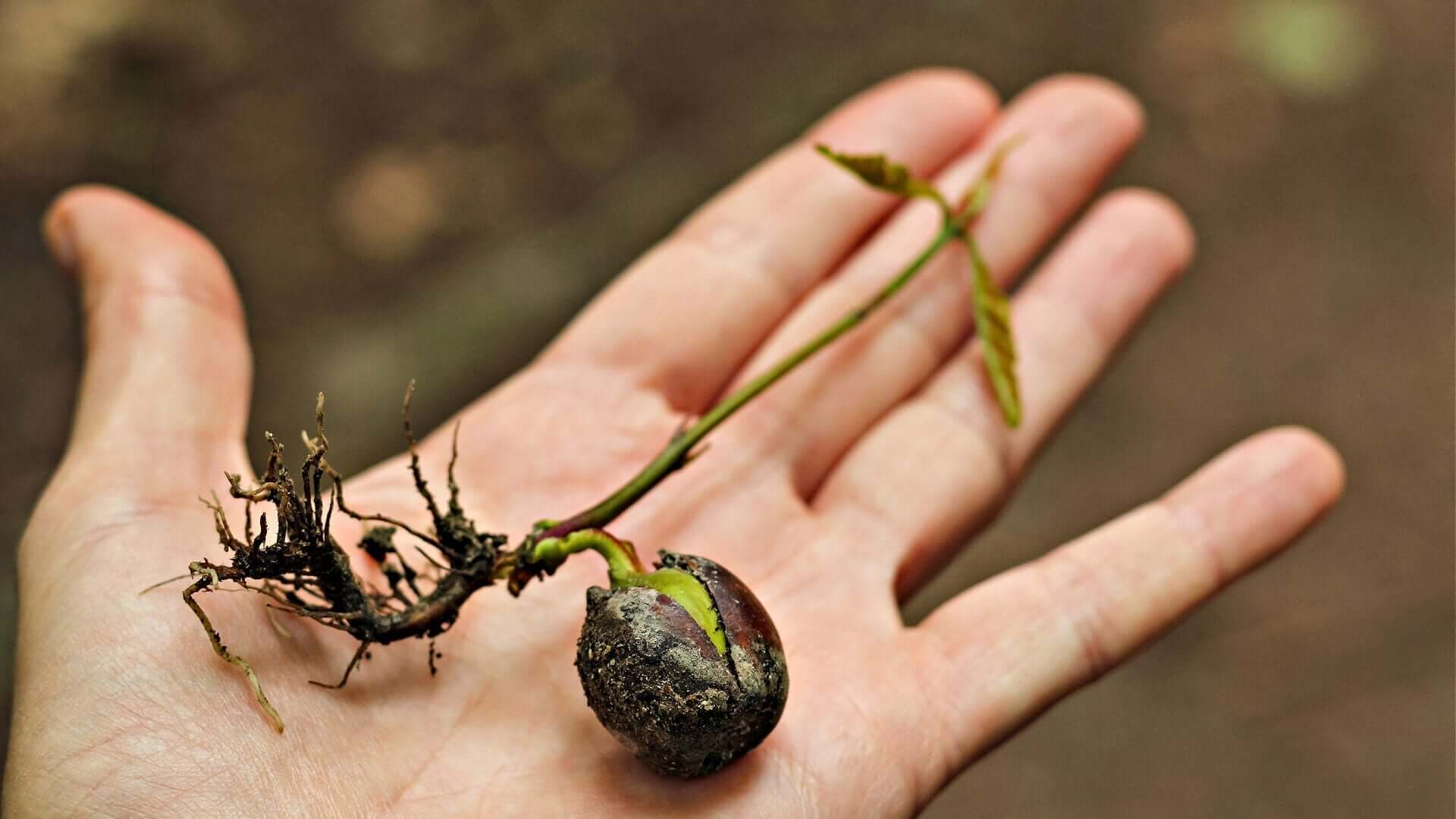 Delicate purple-husked seedling with green stem in palm for seed starting