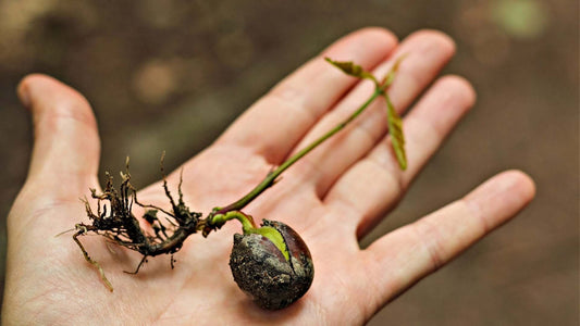 Delicate purple-husked seedling with green stem in palm for seed starting