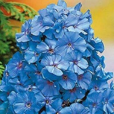 Vibrant blue phlox flowers with purple centers in perennial garden