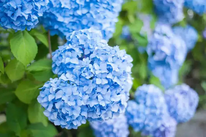 Vibrant blue hydrangea bushes with clustered petals and green leaves for landscaping