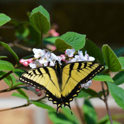 Yellow black swallowtail butterfly on Viburnum Judge white flowers