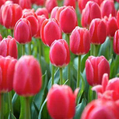 Vibrant red tulips with lush green stems and leaves in Yarrow field