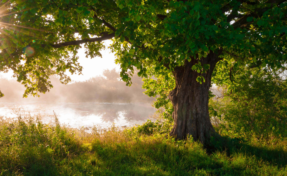 Majestic green oak tree with textured trunk by misty water in morning light