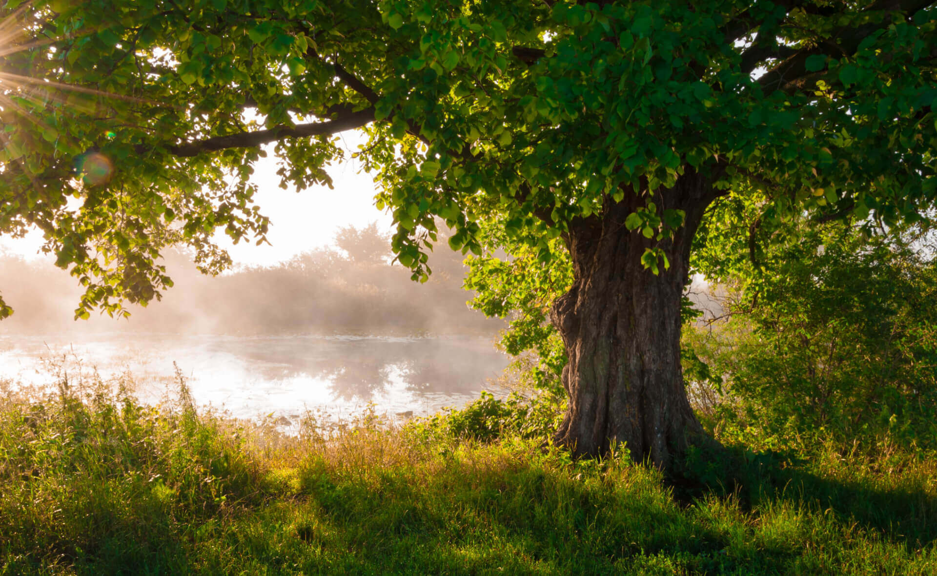 Majestic green oak tree with textured trunk by misty water in morning light