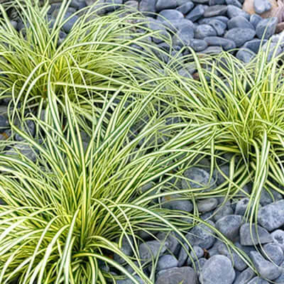 Lush green yellow variegated native grasses among gray river stones