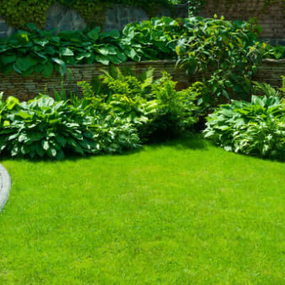 Lush green lawn bordered by dense foliage and stone wall for landscaping