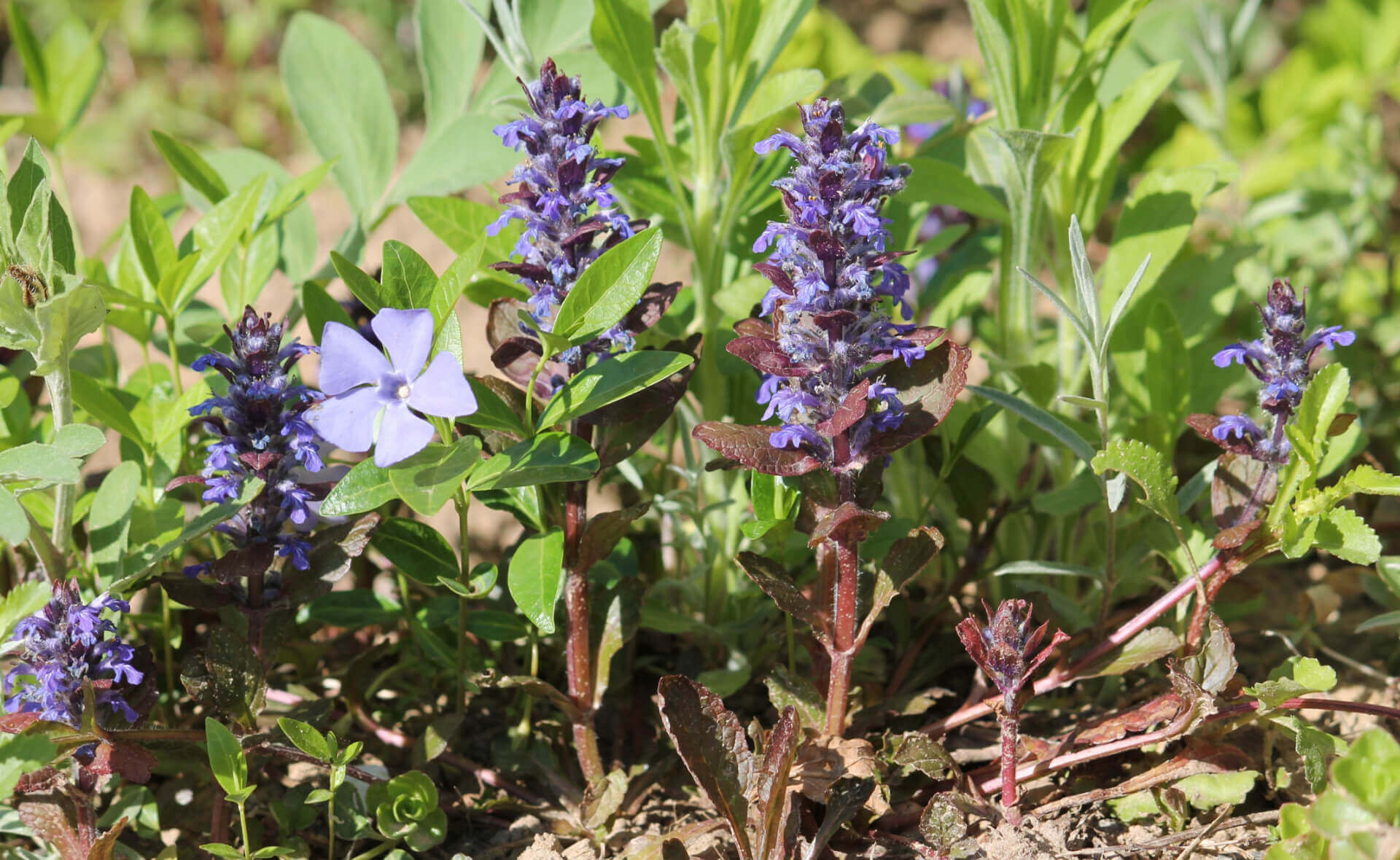 Purple and white flowers blooming around sculptured steps in lush greenery