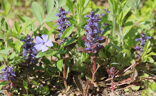 Purple and white flowers blooming around sculptured steps in lush greenery