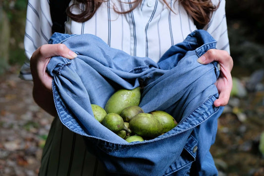 Blue denim jacket pouch holding green pawpaw fruits for tree growing