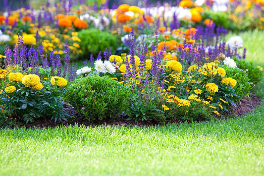 Vibrant flower bed with purple, yellow, orange flowers arranged lushly