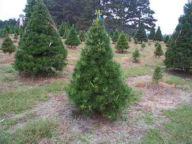 Virginia pine Christmas tree with lush green dense needles in field