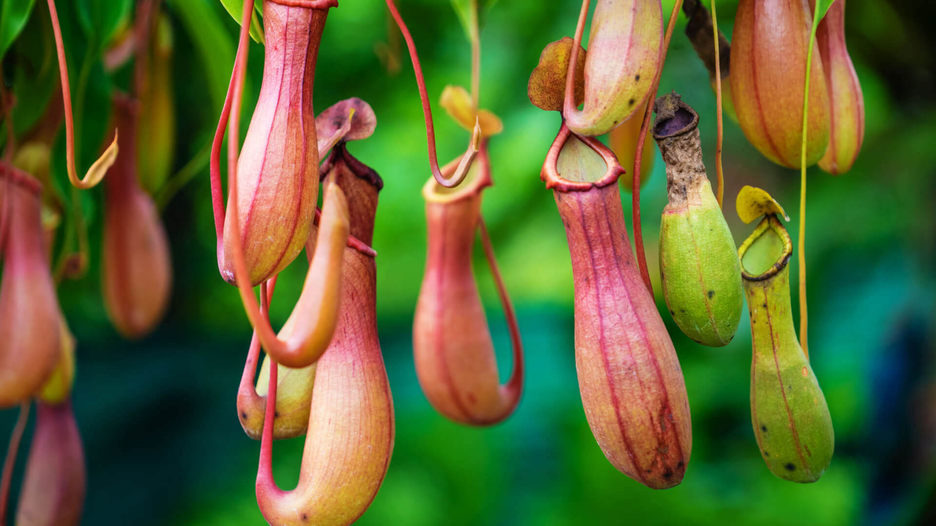 Hanging pitcher plants with vibrant pink green hues in Faded Foliage extinct history