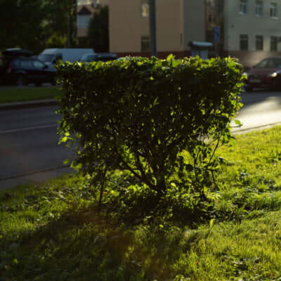 Lush green trimmed hedge bush beside road in Benefits of Owning Shrubbery