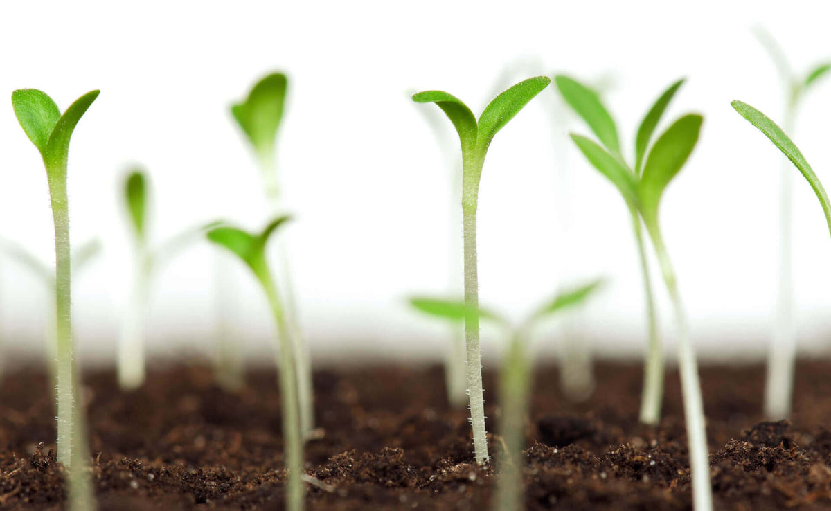 Fresh green seedlings in rich soil for planting zones