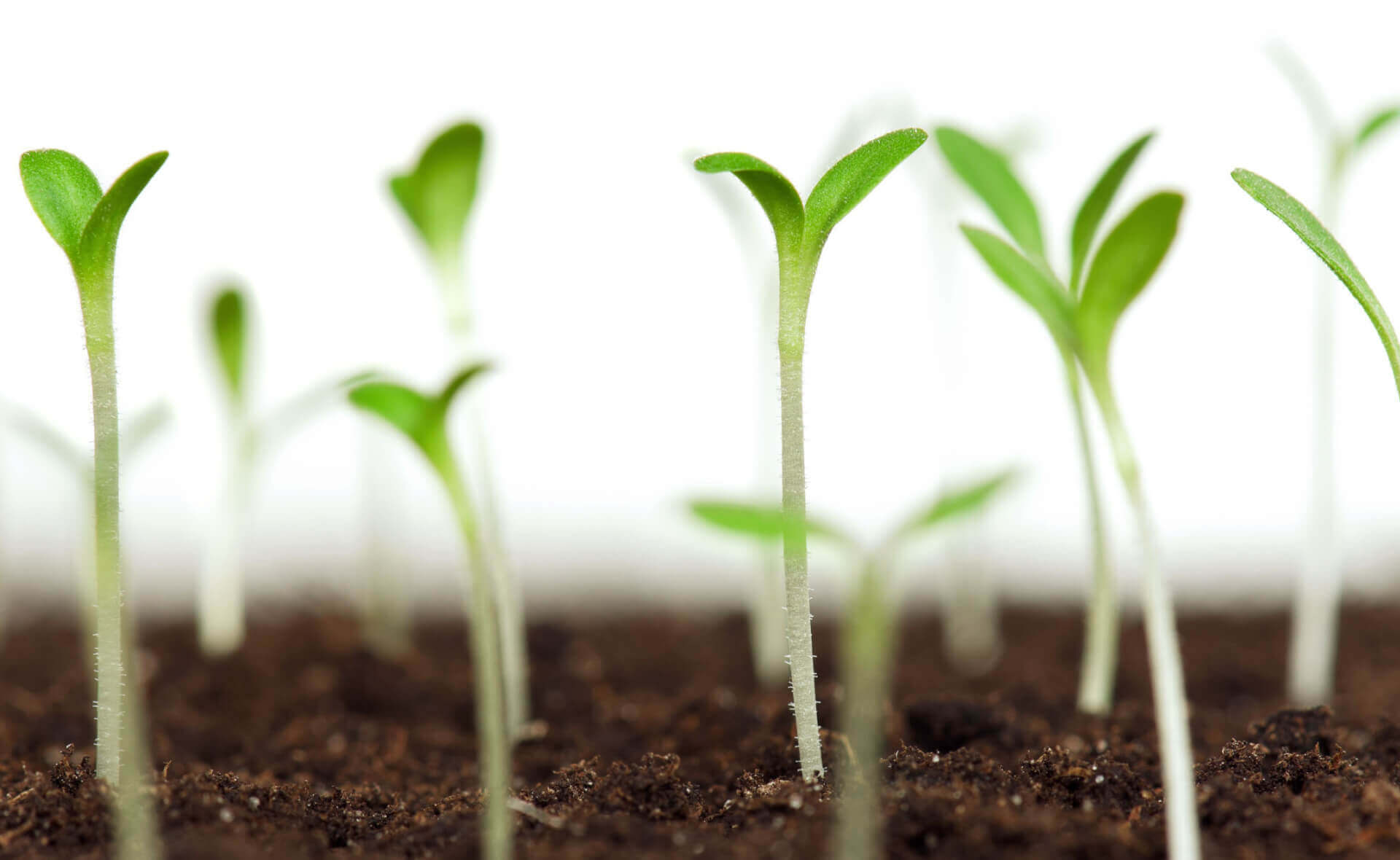Fresh green seedlings in rich soil for planting zones