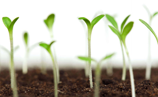 Fresh green seedlings in rich soil for planting zones