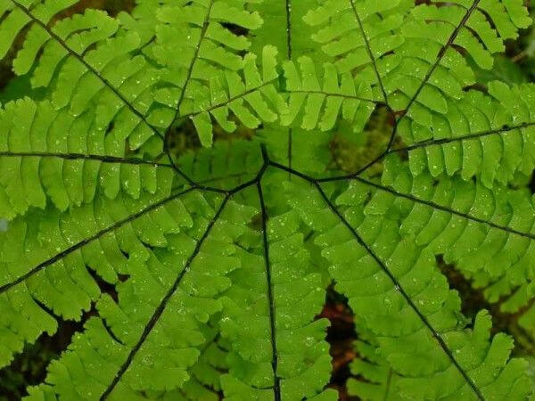 Vibrant maidenhair fern frond with feathery leaflets and dark veins