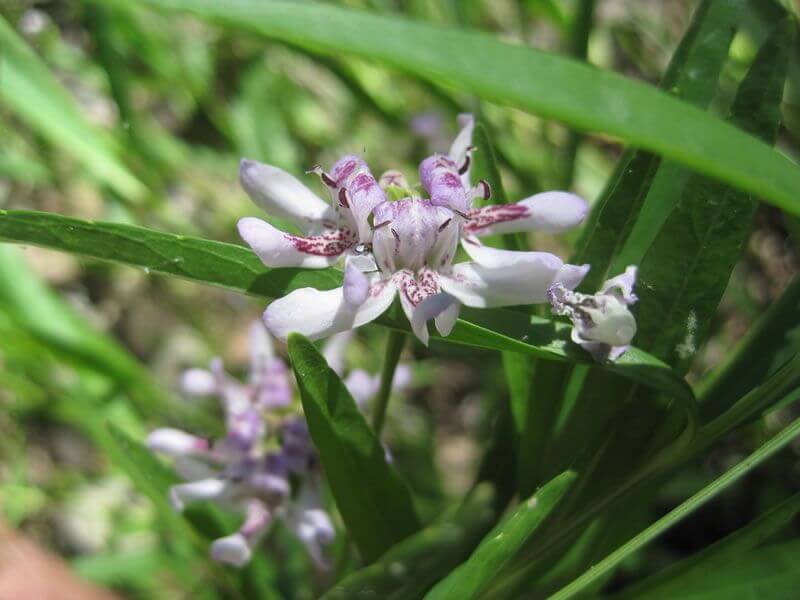 Water willow plant delicate white flower with purple petal markings and green leaves